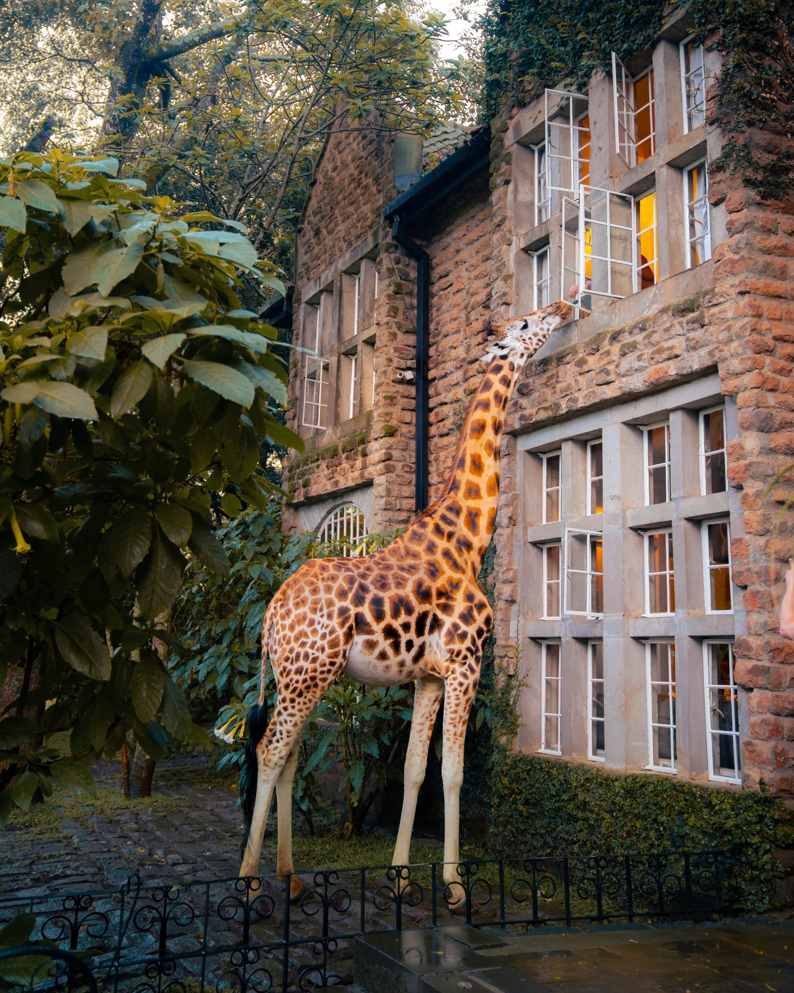 A giraffe leaning its head into the open window of an ivy-covered stone manor house.