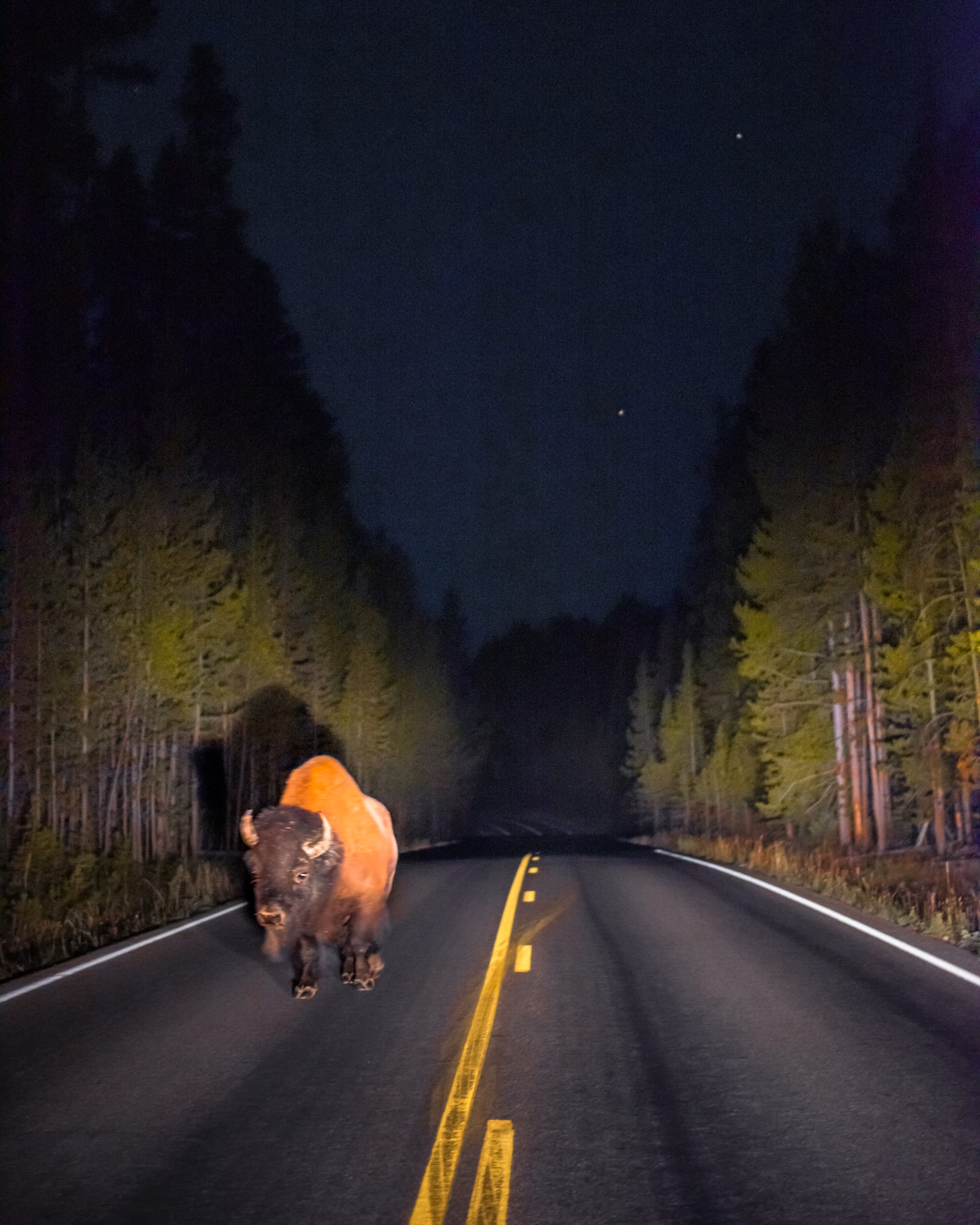 A bison walking down the center line of a dark forest road, lit by car headlights at night.